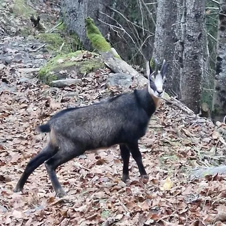 Appartement Guest With A Great View At Brunner *
