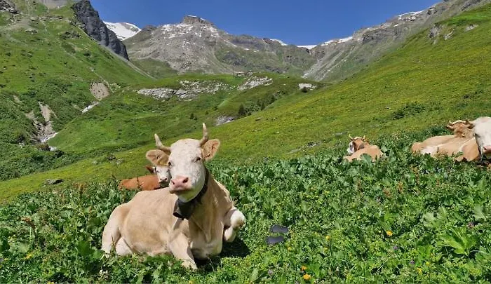 Guest With A Great View At Brunner Lejlighed Wengen