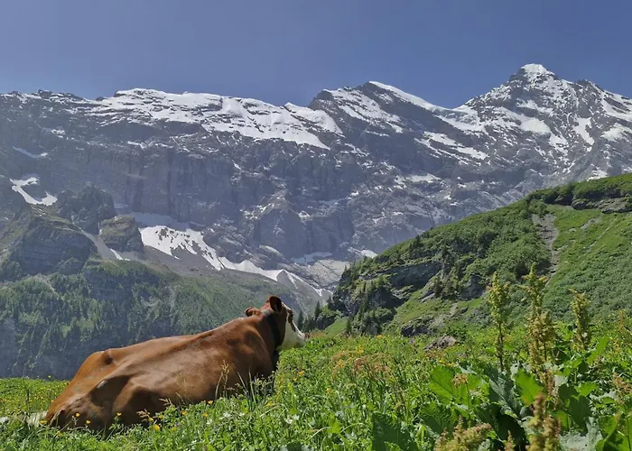 Guest With A Great View At Brunner Wengen