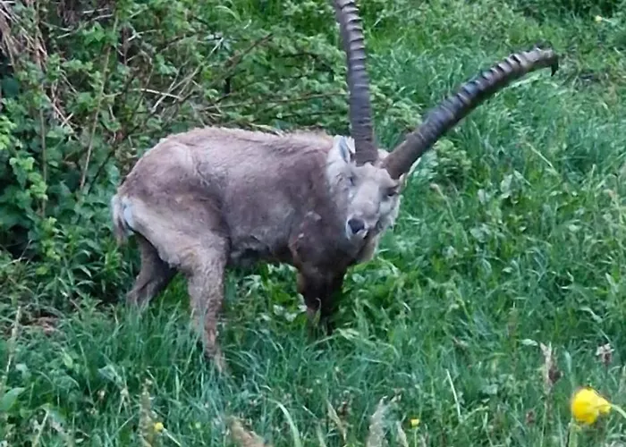 Guest With A Great View At Brunner