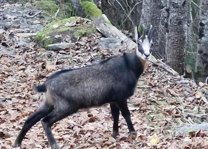 Lejlighed Guest With A Great View At Brunner *