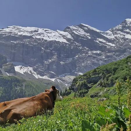 Guest With A Great View At Brunner Wengen