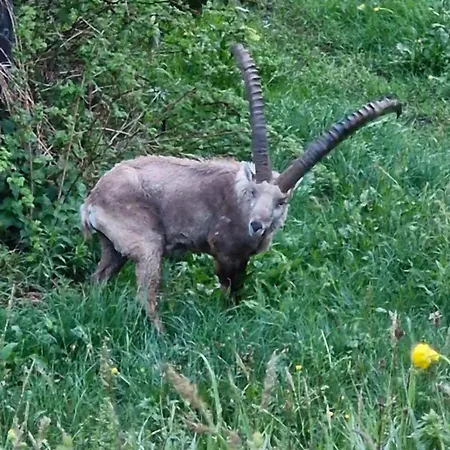 Guest With A Great View At Brunner